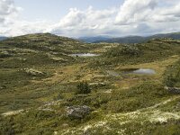 N, Innlandet, Sel, Holtjonnpiggen 4, Saxifraga-Willem van Kruijsbergen