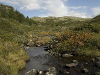 N, Innlandet, Sel, Holtjonnpiggen 7, Saxifraga-Willem van Kruijsbergen