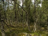 N, Innlandet, Sel, Mysuseter 10, Saxifraga-Willem van Kruijsbergen