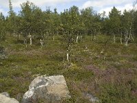 N, Innlandet, Sel, Putten seter 1, Saxifraga-Willem van Kruijsbergen