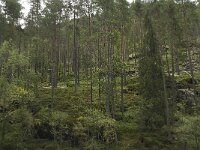 N, Innlandet, Sel, Uldalen 1, Saxifraga-Willem van Kruijsbergen