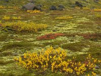 IS, Austurland, Austur-skaftafellssysla, Svinafellsjokull 12, Saxifraga-Mira Hoogenboom