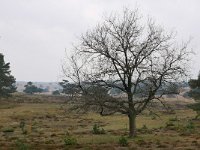 NL, Gelderland, Rheden, Nationaal Park Veluwezoom 4, Saxifraga-Tom Heijnen