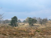 NL, Gelderland, Rheden, Nationaal Park Veluwezoom 8, Saxifraga-Tom Heijnen