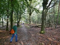 NL, Gelderland, Rheden, Nationaal Park Veluwezoom near Rheden 6, Saxifraga-Tom Heijnen