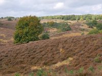 NL, Gelderland, Rheden, Nationaal Park Veluwezoom near Rheden 7, Saxifraga-Tom Heijnen