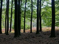 NL, Gelderland, Rheden, Nationaal Park Veluwezoom near Rheden 9, Saxifraga-Tom Heijnen