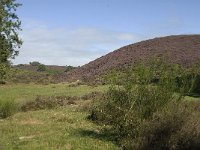 NL, Gelderland, Rheden, Rhedensche Heide 1, Saxifraga-Jan van der Straaten