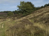 NL, Gelderland, Rheden, Rhedensche Heide 11, Saxifraga-Jan van der Straaten