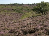 NL, Gelderland, Rheden, Rhedensche Heide 17, Saxifraga-Jan van der Straaten