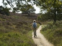 NL, Gelderland, Rheden, Rhedensche Heide 19, Saxifraga-Jan van der Straaten