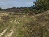 NL, Gelderland, Rheden, Rhedensche Heide 24, Saxifraga-Jan van der Straaten