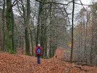 NL, Gelderland, Rheden, Veluwezoom near Ellecom 1, Saxifraga-Tom Heijnen