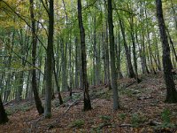 NL, Limburg, Gulpen-Wittem, Bovenste Bosch 1, Saxifraga-Tom Heijnen