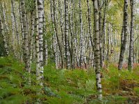 NL, Limburg, Gulpen-Wittem, Bovenste Bosch 3, Saxifraga-Tom Heijnen