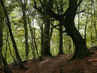 NL, Limburg, Vaals, Holsetterbosch 1, Saxifraga-Tom Heijnen