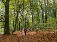 NL, Limburg, Vaals, Holsetterbosch 2, Saxifraga-Tom Heijnen