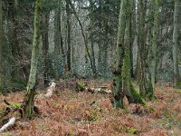 NL, Limburg, Vaals, Vijlenerbos 2, Saxifraga-Tom Heijnen