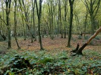 NL, Limburg, Vaals, Vijlenerbosch between Cottessen and Vijlen 1, Saxifraga-Tom Heijnen