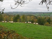 NL, Limburg, Vaals, near Cottessen 1, Saxifraga-Tom Heijnen