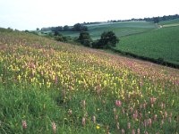 NL, Limburg, Voerendaal, Kunderberg 1, Saxifraga-Hans Dekker