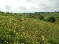 NL, Limburg, Voerendaal, Kunderberg 4, Saxifraga-Willem van Kruijsbergen