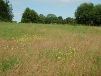 NL, Limburg, Voerendaal, Kunderberg-Breedeweg 3, Saxifraga-Willem van Kruijsbergen