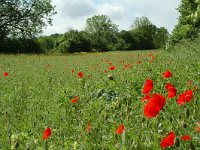 NL, Limburg, Voerendaal, Kunderberg-Breedeweg 4, Saxifraga-Willem van Kruijsbergen