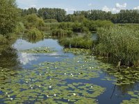 B, Limburg, Kinrooi, De Luysen 3, Saxifraga-Marijke Verhagen