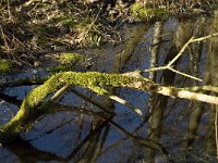 B, Limburg, Kinrooi, Grootbroek 4, Saxifraga-Jan van der Straaten