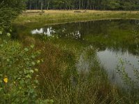 B, Limburg, Kinrooi, Smeetshof 23, Saxifraga-Jan van der Straaten