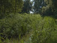 B, Limburg, Kinrooi, Zig 26, Saxifraga-Marijke Verhagen