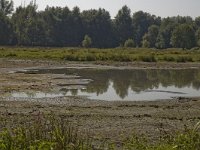 B, Limburg, Maaseik, Toesch 32, Saxifraga-Marijke Verhagen