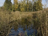 B, Limburg, Neerpelt, Hageven 1, Saxifraga-Jan van der Straaten