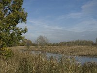 B, Limburg, Neerpelt, Hageven 11, Saxifraga Marijke Verhagen