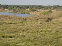 B, Limburg, Neerpelt, Hageven 17, Saxifraga-Marijke Verhagen