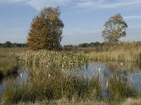 B, Limburg, Neerpelt, Hageven 3, Saxifraga-Marijke Verhagen