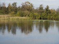 B, Limburg, Neerpelt, Hageven, Provincievijver 2, Saxifraga-Marijke Verhagen