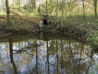 B, Limburg, Neerpelt, Saske 1, Saxifraga-Jan van der Straaten