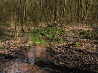 B, Limburg, Peer, Tichelhoven 3, Saxifraga-Jan van der Straaten