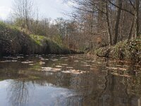 NL, Gelderland, Epe, Niersen, De Motketel 1, Saxifraga-Jan Nijendijk