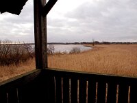 NL, Groningen, Groningen, Zuidlaardermeer-noord 1, Saxifraga-Hans Dekker