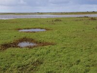 NL, Groningen, Het Hogeland, De Rug 27, Saxifraga-Hans Boll