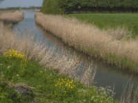 NL, Noord-Brabant, Aalburg, Oude Maasje 2, Saxifraga-Jan van der Straaten