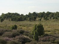 NL, Drenthe, Midden-Drenthe, Mantingerzand 9, Saxifraga-Willem van Kruijsbergen