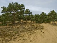 NL, Limburg, Weert, Weerter en Budeler Bergen 6, habitat Boomleeuwerik, Saxifraga-Jan van der Straaten