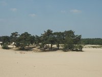 NL, Noord-Brabant, Loon op Zand, Loonsche Duinen 4, Saxifraga-Marijke Verhagen