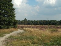 NL, Noord-Brabant, Uden, Slabroeksche Heide 3, Saxifraga-Jaap Bouwman