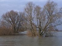 NL, Gelderland, Zaltbommel, Gamerensche Waarden 2, Saxifraga-Jan van der Straaten