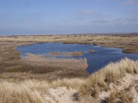 NL, Noord-Holland, Texel, Kreeftepolder 9, Saxifraga-Foto Fitis-Sytske Dijksen